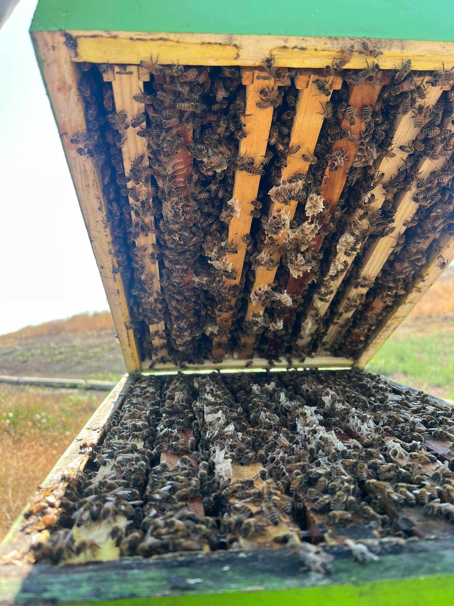 100% pure raw local (northern Cali -209 area) Honey