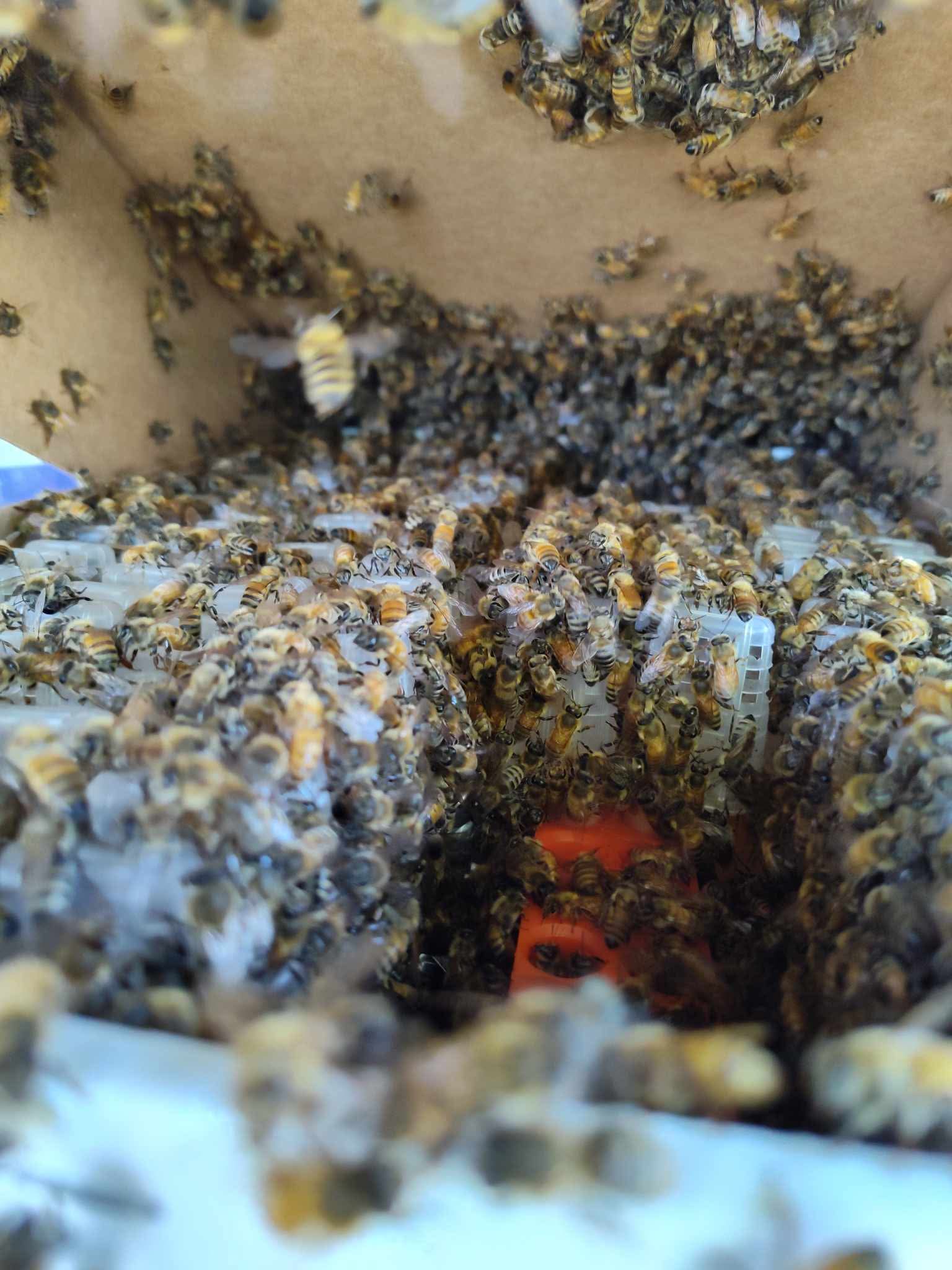 100% pure raw local (northern Cali -209 area) Honey