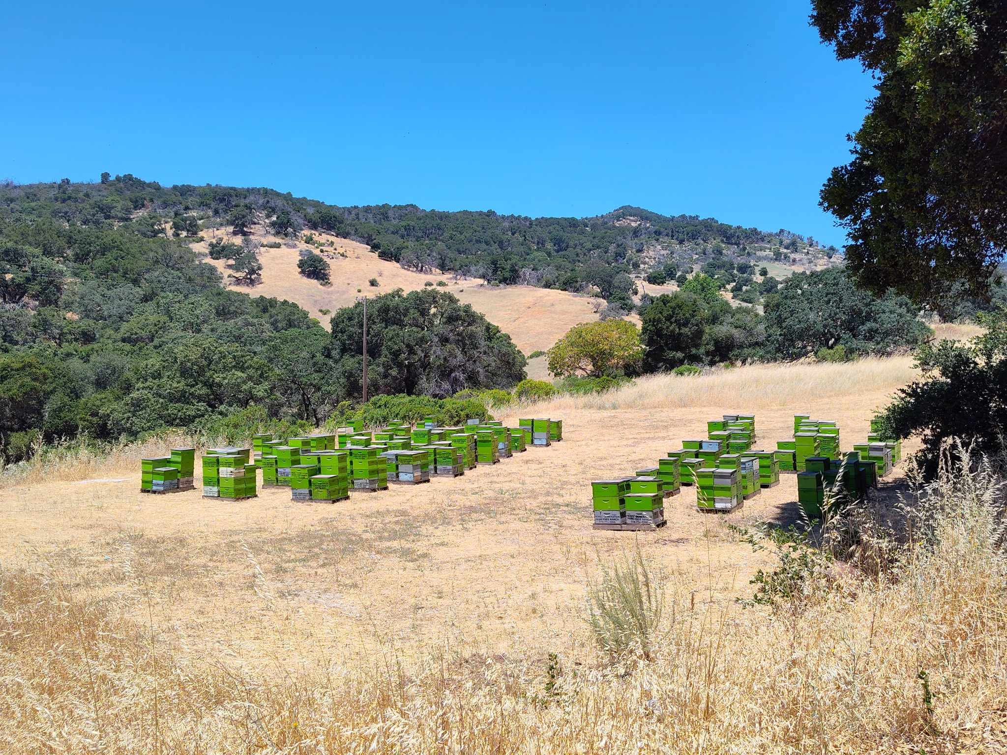 100% pure raw local (northern Cali -209 area) Honey