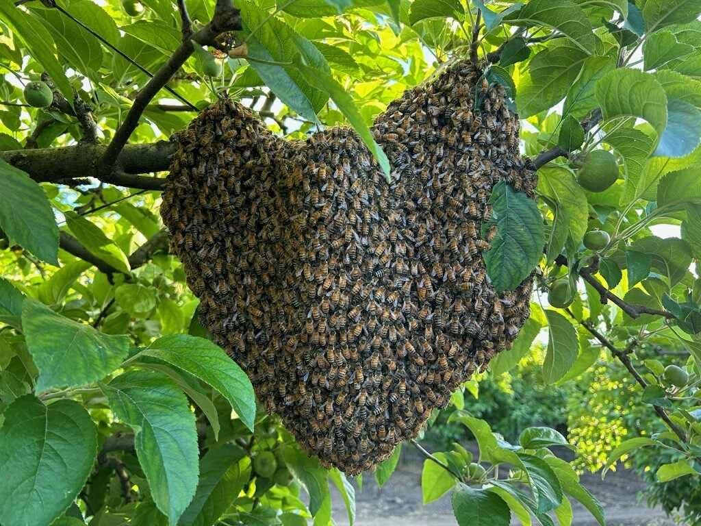 Bee pollen / Polen de abeja