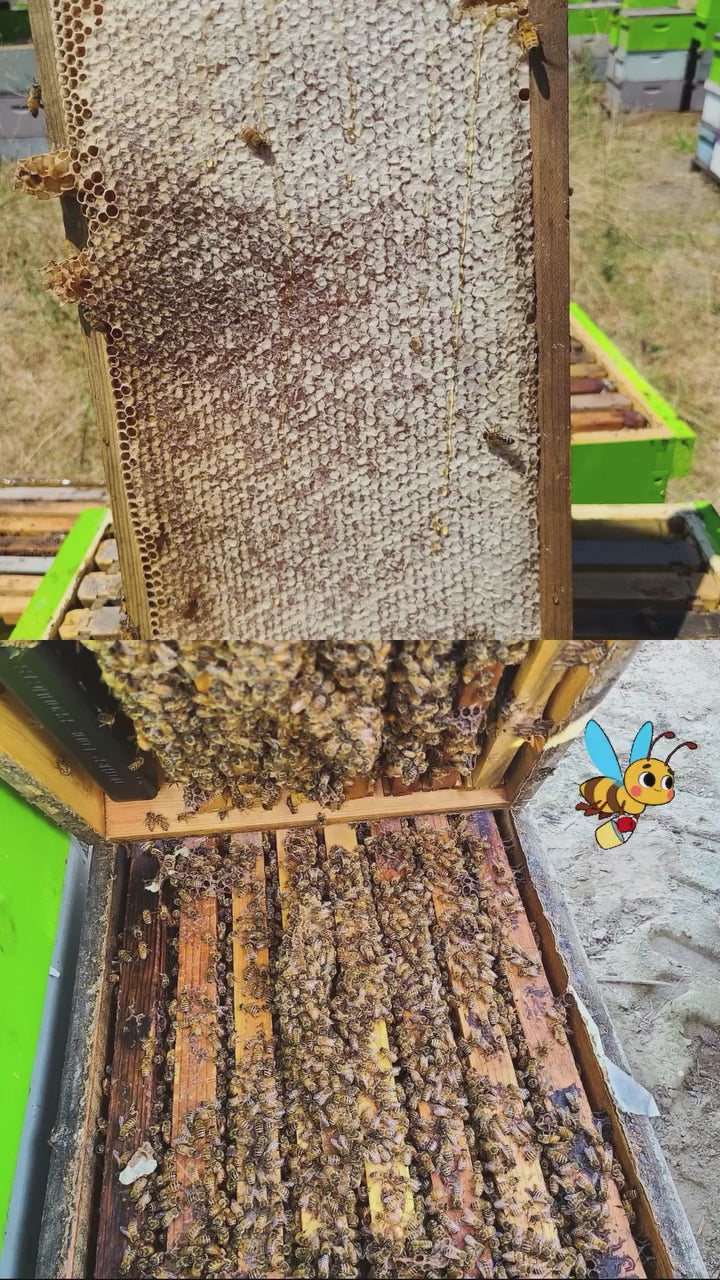 Honeycombs